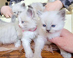 Кошки в Москве: Малышки Ragdoll Девочка, 38 000 руб. - фото 1