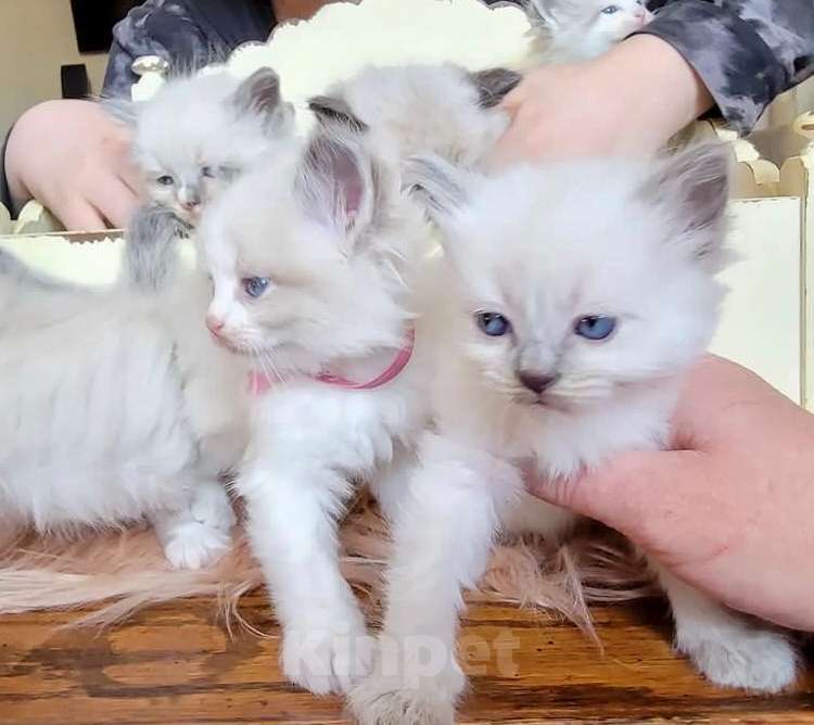 Кошки в Москве: Малышки Ragdoll Девочка, 38 000 руб. - фото 1