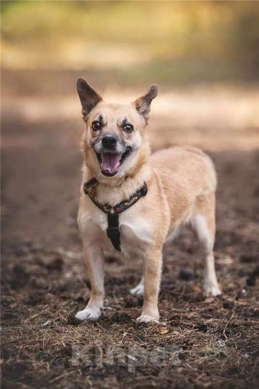 Собаки в Москве: Маленькая собака Сури в добрые руки. Девочка, Бесплатно - фото 5