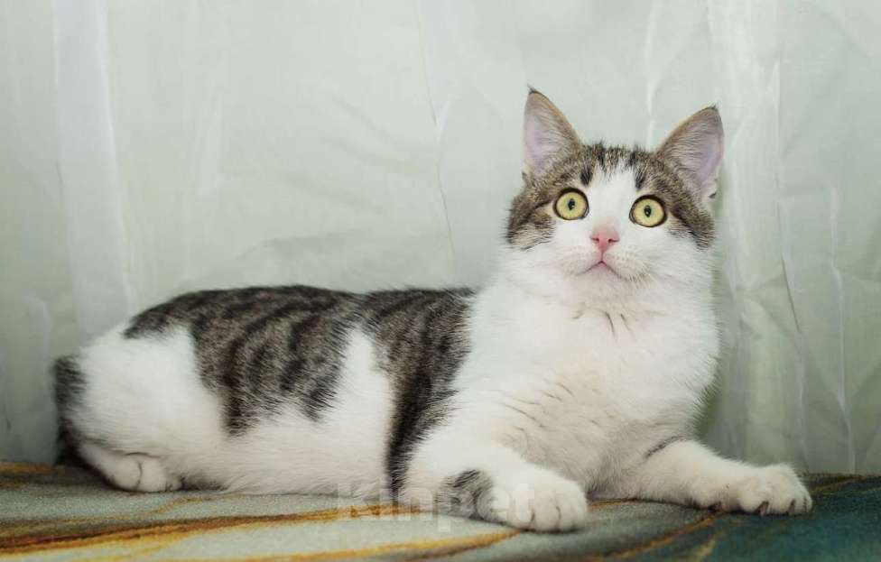 Кошки в Москве: Степан Мальчик, Бесплатно - фото 1