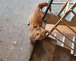 Кошки в Подольске: Подросток, мес 10-12, рыжий котик в добрые руки Мальчик, 50 руб. - фото 1