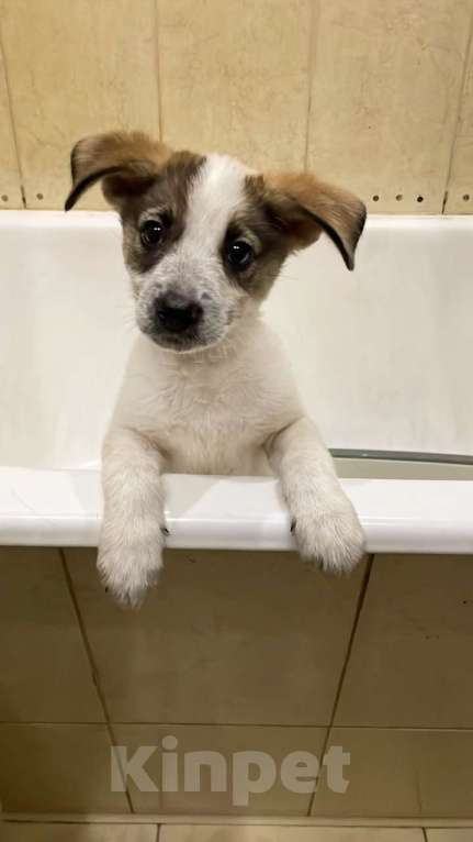 Собаки в Москве: Дея в добрые руки Девочка, Бесплатно - фото 1