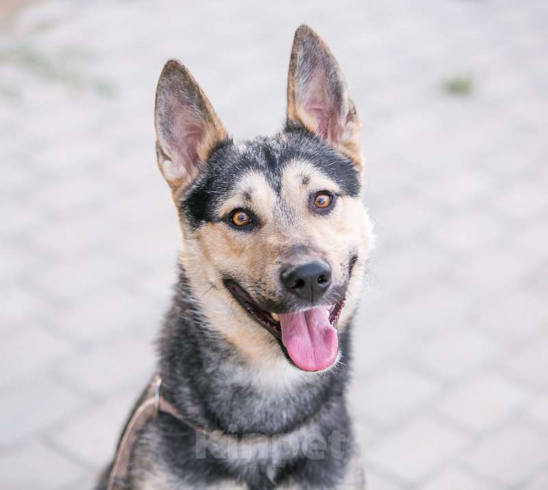 Собаки в Москве: Овчарка Джеф в добрые руки Мальчик, 1 руб. - фото 4