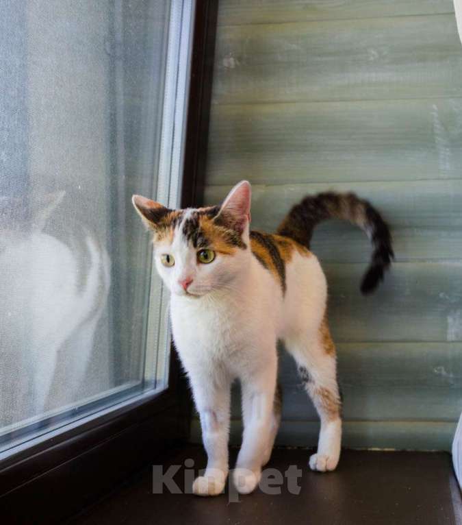 Кошки в Москве: Трехцветная котомартышка Маришка в добрые руки Девочка, 1 руб. - фото 3