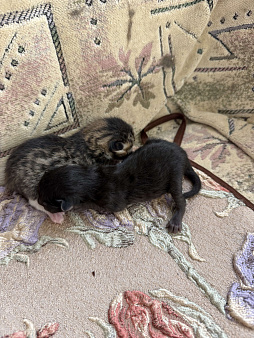 Котят в добрые руки