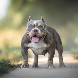 Американский булли