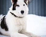 Собаки в Котельнике: Белая аристократка Бэлль в добрые руки Девочка, Бесплатно - фото 7