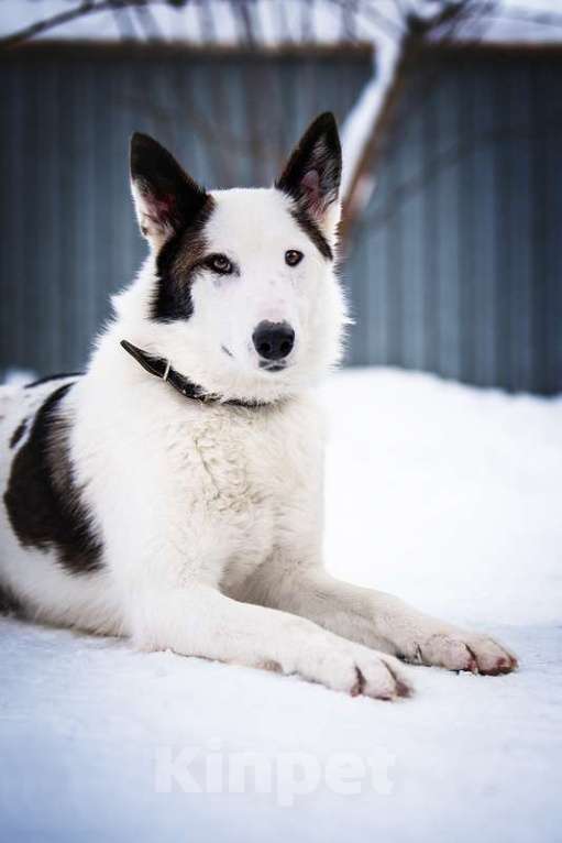 Собаки в Котельнике: Белая аристократка Бэлль в добрые руки Девочка, Бесплатно - фото 7