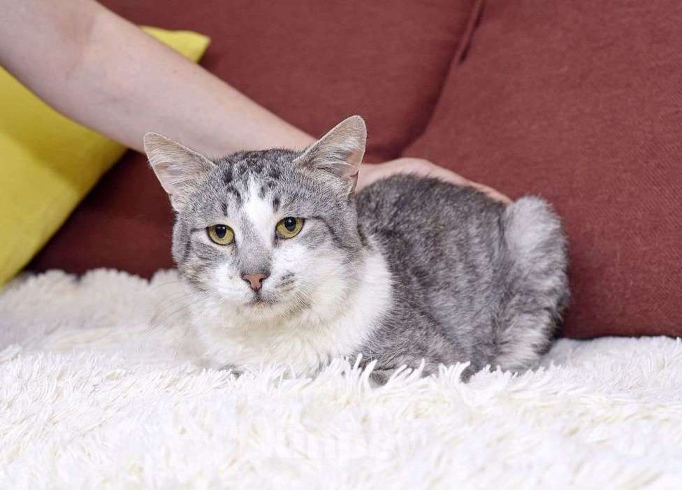 Кошки в Москве: Кота ласковее Вы еще не встречали 🤍 Мальчик, Бесплатно - фото 2