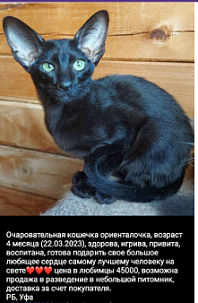 Объявление: Кошечка ориентал, Бесплатно, Уфа