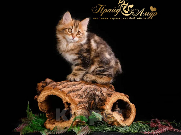 Кошки в Москве: Котик Курильского Бобтейла Мальчик, Бесплатно - фото 2