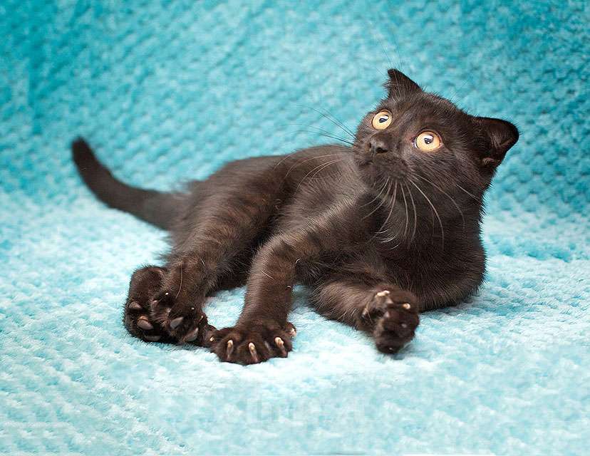 Кошки в Москве: Роскошный черный котенок Марио, метис шотландской вислоухой ищет дом Мальчик, 10 руб. - фото 5