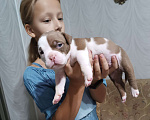Собаки в Краснодаре: щенки Амбулли Мальчик, Бесплатно - фото 2