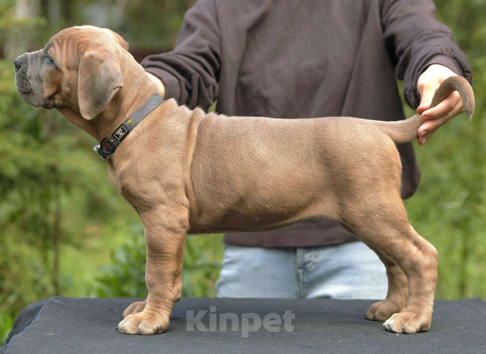 Собаки в других городах Свердловской области: Щенок Кане-корсо: девочка форментино  Девочка, 80 000 руб. - фото 3