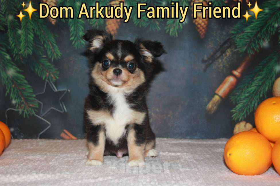 Собаки в Казани: Малыш чихуахуа  Мальчик, 30 000 руб. - фото 5