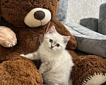Кошки в Владикавказе: Продажа котят Девочка, Бесплатно - фото 2