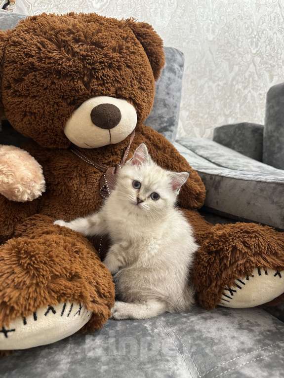 Кошки в Владикавказе: Продажа котят Девочка, Бесплатно - фото 2