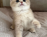 Кошки в Новосибирске: Британская золотая шиншилла Девочка, 70 000 руб. - фото 4