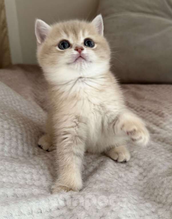 Кошки в Новосибирске: Британская золотая шиншилла Девочка, 70 000 руб. - фото 4