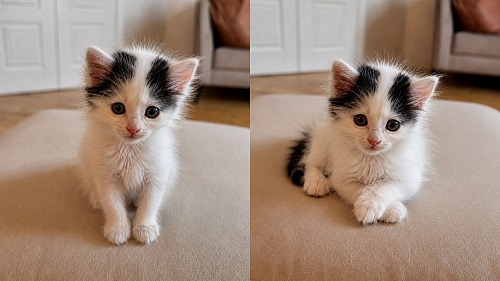 Мальчик котенок