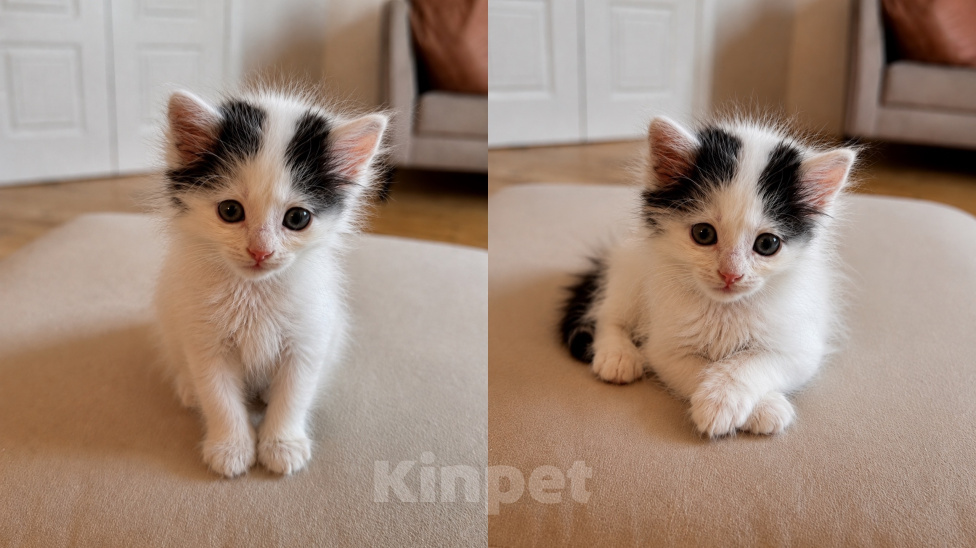 Кошки в Краснодаре: Мальчик котенок Мальчик, 100 руб. - фото 1