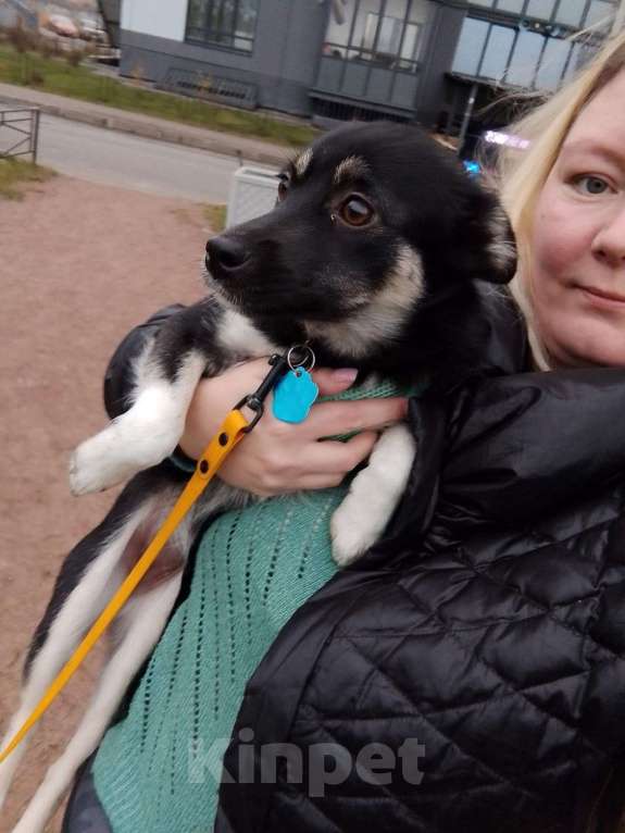 Собаки в Санкт-Петербурге: Ищет дом крошка-собачка весом 6 кг Девочка, Бесплатно - фото 10