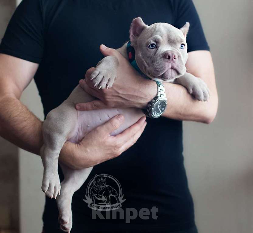 Собаки в Москве: Ам. Булли - Лиловый мальчик Булочка Мальчик, 130 000 руб. - фото 4