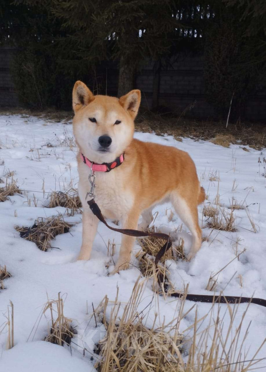 Собаки в Москве: Девочка-сиба в добрые руки Девочка, Бесплатно - фото 4