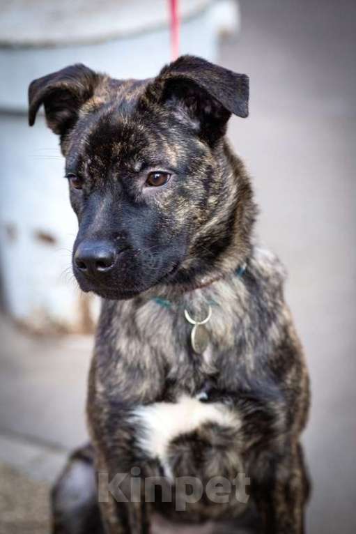 Собаки в Москве: Джессика ищет дом Девочка, 1 руб. - фото 6