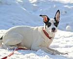 Собаки в Чехове: Красавица Ася ищет любящий дом! Девочка, Бесплатно - фото 5