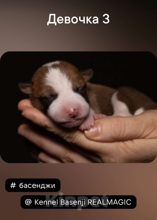 Собаки в Нижнем Новгороде: Щенок басенджи  Девочка, Бесплатно - фото 2