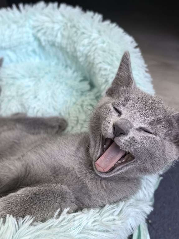 Кошки в Москве: Котята русской голубой Мальчик, 85 000 руб. - фото 4