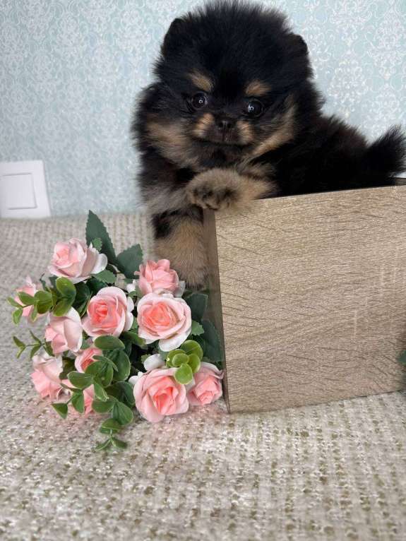 Собаки в Тюмени: Шпиц - мини (Сhanel black shining star ) Девочка, Бесплатно - фото 9