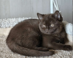 Кошки в Санкт-Петербурге: Британский котенок шоколадного окраса. Девочка, 55 000 руб. - фото 2