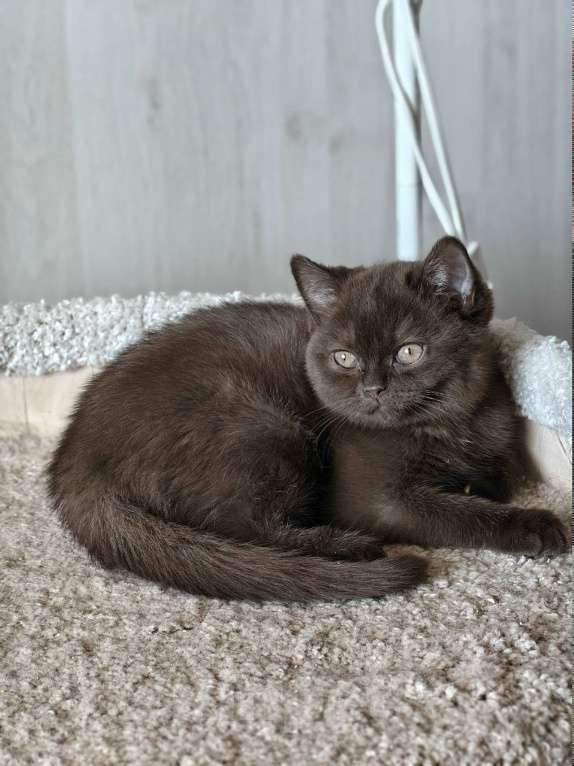 Кошки в Санкт-Петербурге: Британский котенок шоколадного окраса. Девочка, 55 000 руб. - фото 2