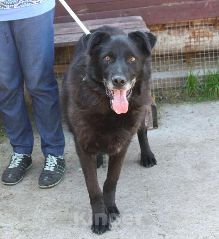 Собаки в Москве: Верный Черныш всю жизнь не перестает ждать свою семью! Мальчик, Бесплатно - фото 2