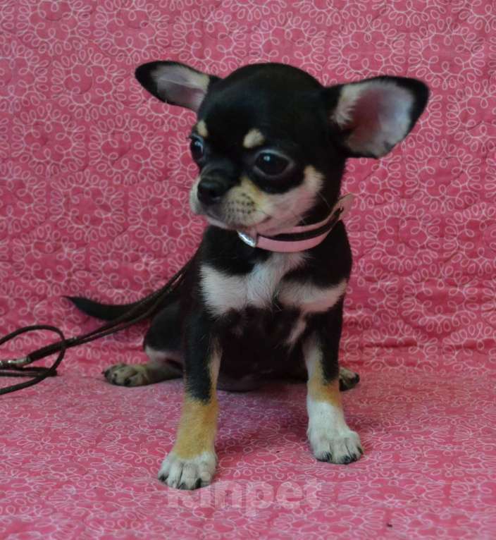 Собаки в Санкт-Петербурге: Девочка чихуахуа  Девочка, 50 000 руб. - фото 5