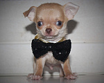 Собаки в других городах Ленинградской области: Продается щенок чихуахуа Мальчик, 35 000 руб. - фото 2