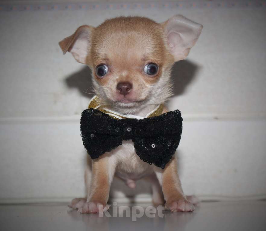 Собаки в других городах Ленинградской области: Продается щенок чихуахуа Мальчик, 35 000 руб. - фото 2