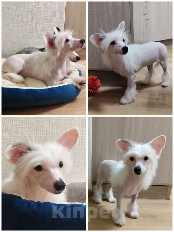 Собаки в Санкт-Петербурге: Девочки китайской хохлатой собаки Девочка, Бесплатно - фото 9