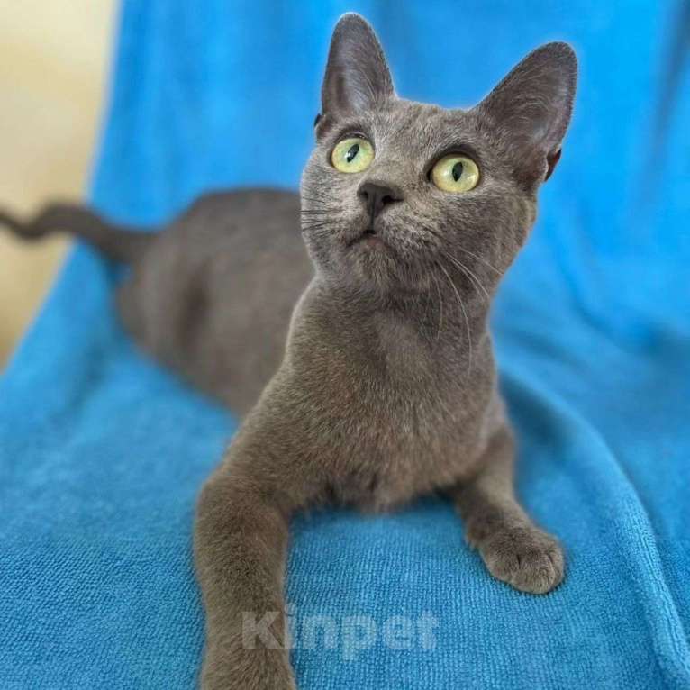 Кошки в Москве: Думушке очень нужен дом Девочка, Бесплатно - фото 5