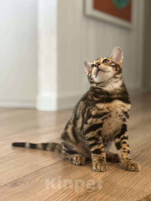 Кошки в Пскове: Гоча Мальчик, 45 000 руб. - фото 6