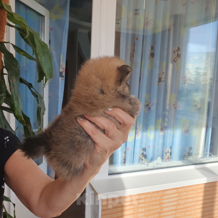 Собаки в Сургуте: Продажа щенков Разнополые, 40 000 руб. - фото 7
