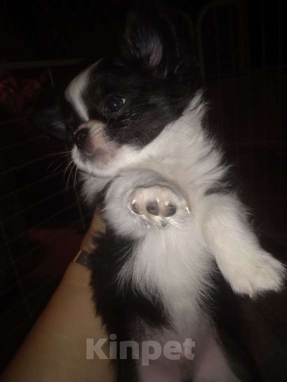 Собаки в Санкт-Петербурге: Чихуахуа мини Разнополые, 25 000 руб. - фото 8