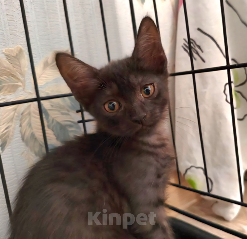 Кошки в Москве: Котенок в поисках семьи Девочка, Бесплатно - фото 3