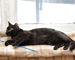 Кошки в Москве: Черный молодой ласковый котик Мальчик, Бесплатно - фото 3