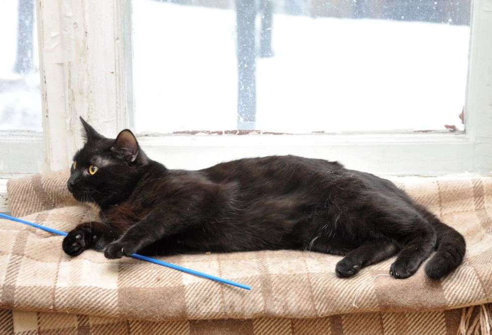 Кошки в Москве: Черный молодой ласковый котик Мальчик, Бесплатно - фото 3
