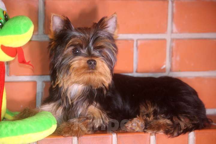 Собаки в других городах Московской области: Мальчик йоркширского терьера мелкий стандарт Мальчик, Бесплатно - фото 4