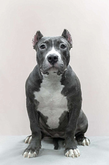 Американский булли