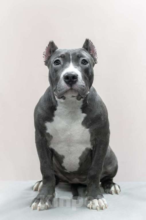 Собаки в Мурманске: Американский булли Девочка, 90 000 руб. - фото 1